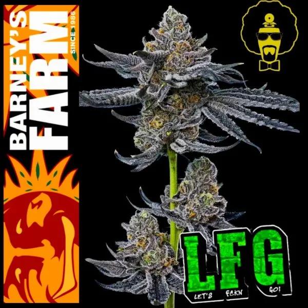 Σπόροι κάνναβης LFG της Barney's Farm για βιολογική καλλιέργεια, υψηλής ποιότητας και αντοχής, ιδανικοί για εσωτερική και εξωτερική καλλιέργεια.