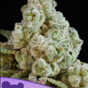 Privileged Baddie Anesia Seeds